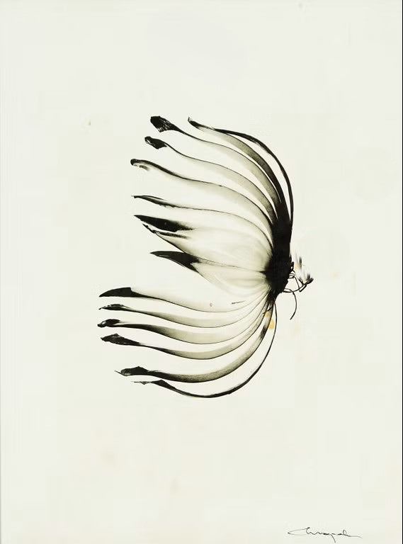 Ingvar Eriksson - Rödlök (Monochrome pigment print 38.9 x 28.8 cm)