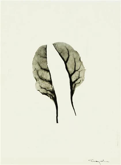 Ingvar Eriksson - Mangold (Monochrome pigment print 38.9 x 28.8 cm)